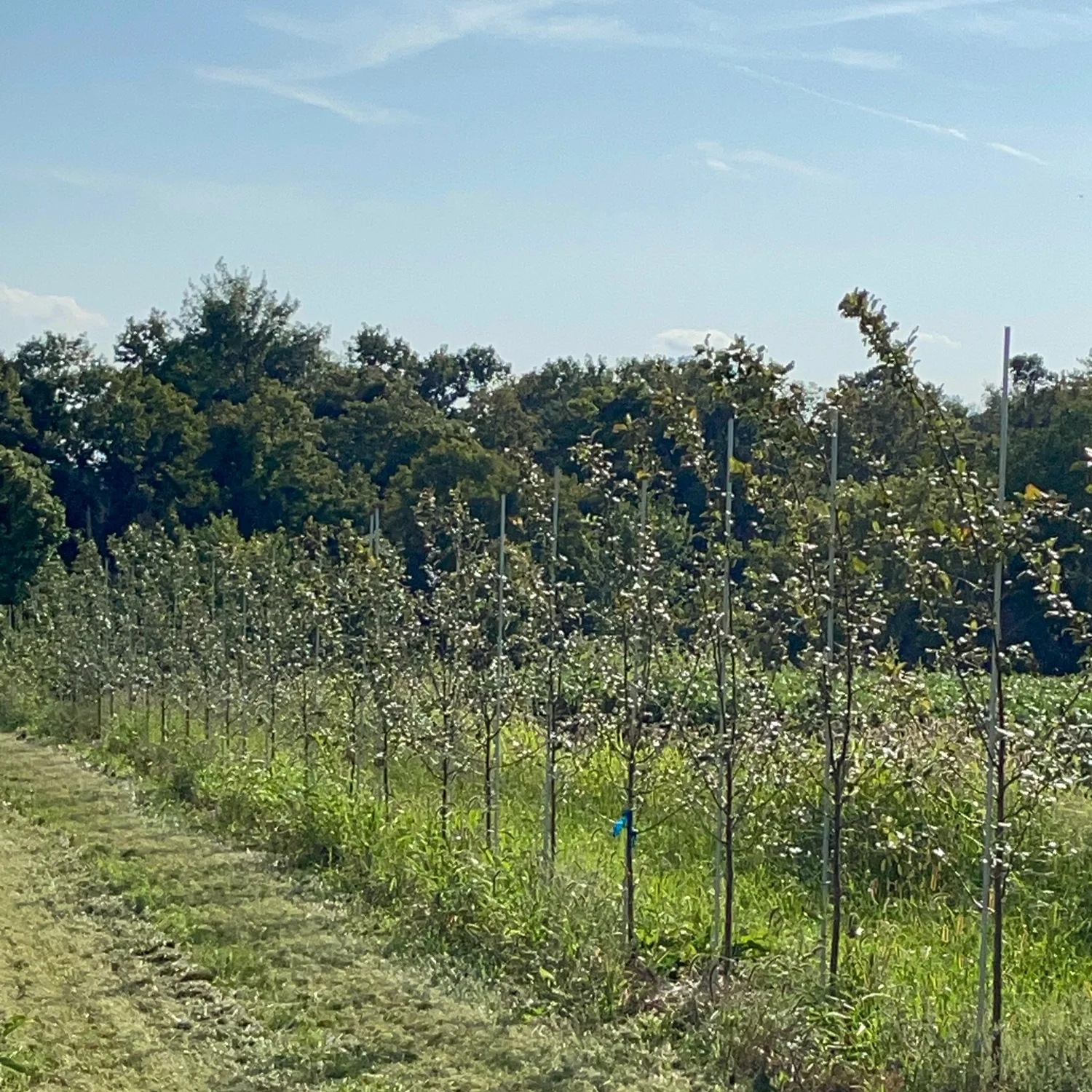 Row of young apple trees supported by stakes in a green orchard under a clear blue sky, showcasing healthy foliage and a well-maintained landscape.