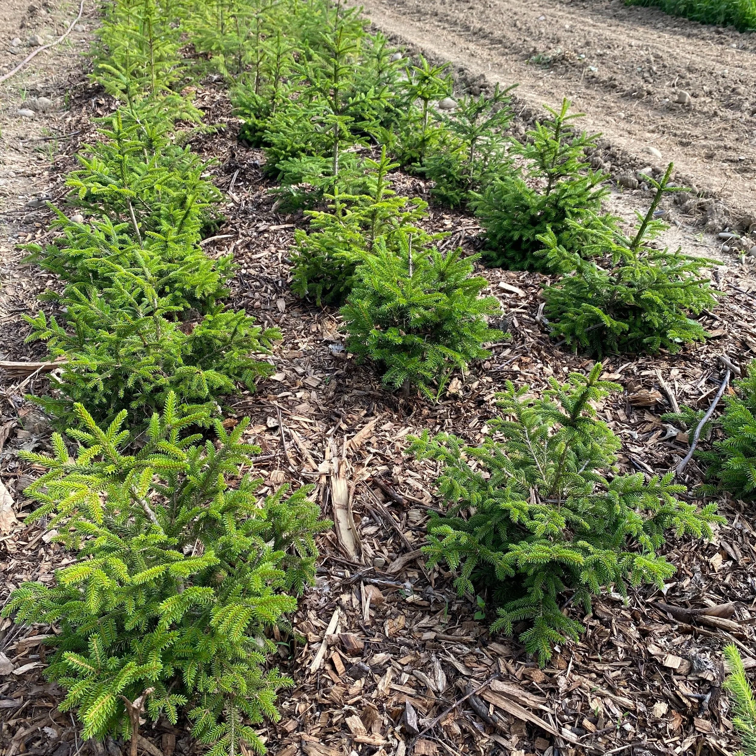 Young evergreen trees growing in a nursery, surrounded by mulch, showcasing healthy green foliage in a well-maintained planting area.